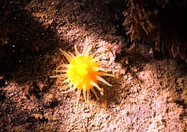 Skokholm Island August 2025