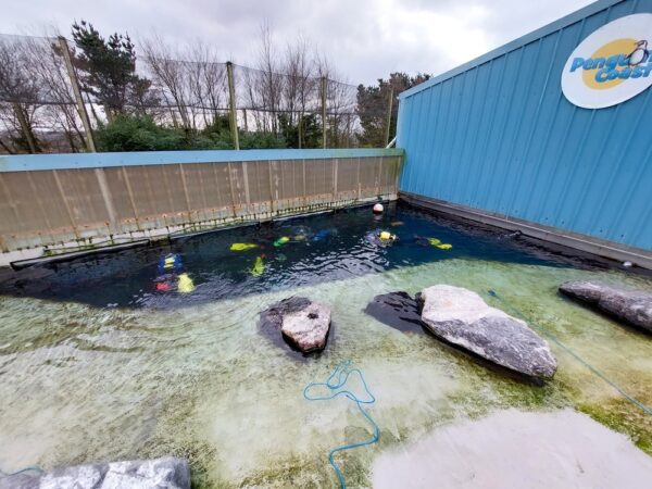 Penguin Pool TLC Feb 2023
